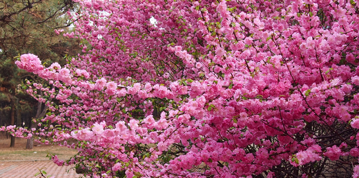 春暖花开